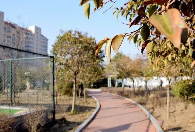马宏伟到北辛街道调研重点项目建设情况(图12)