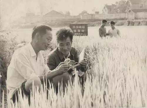 默哀！袁隆平逝世！(图6)