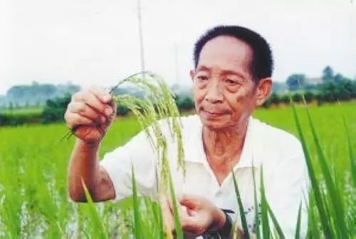 默哀！袁隆平逝世！(图7)