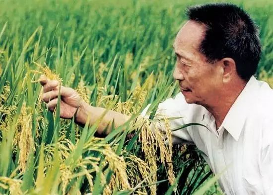默哀！袁隆平逝世！(图13)