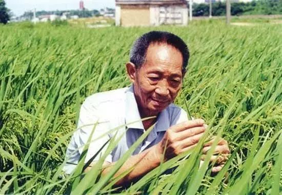 默哀！袁隆平逝世！(图14)